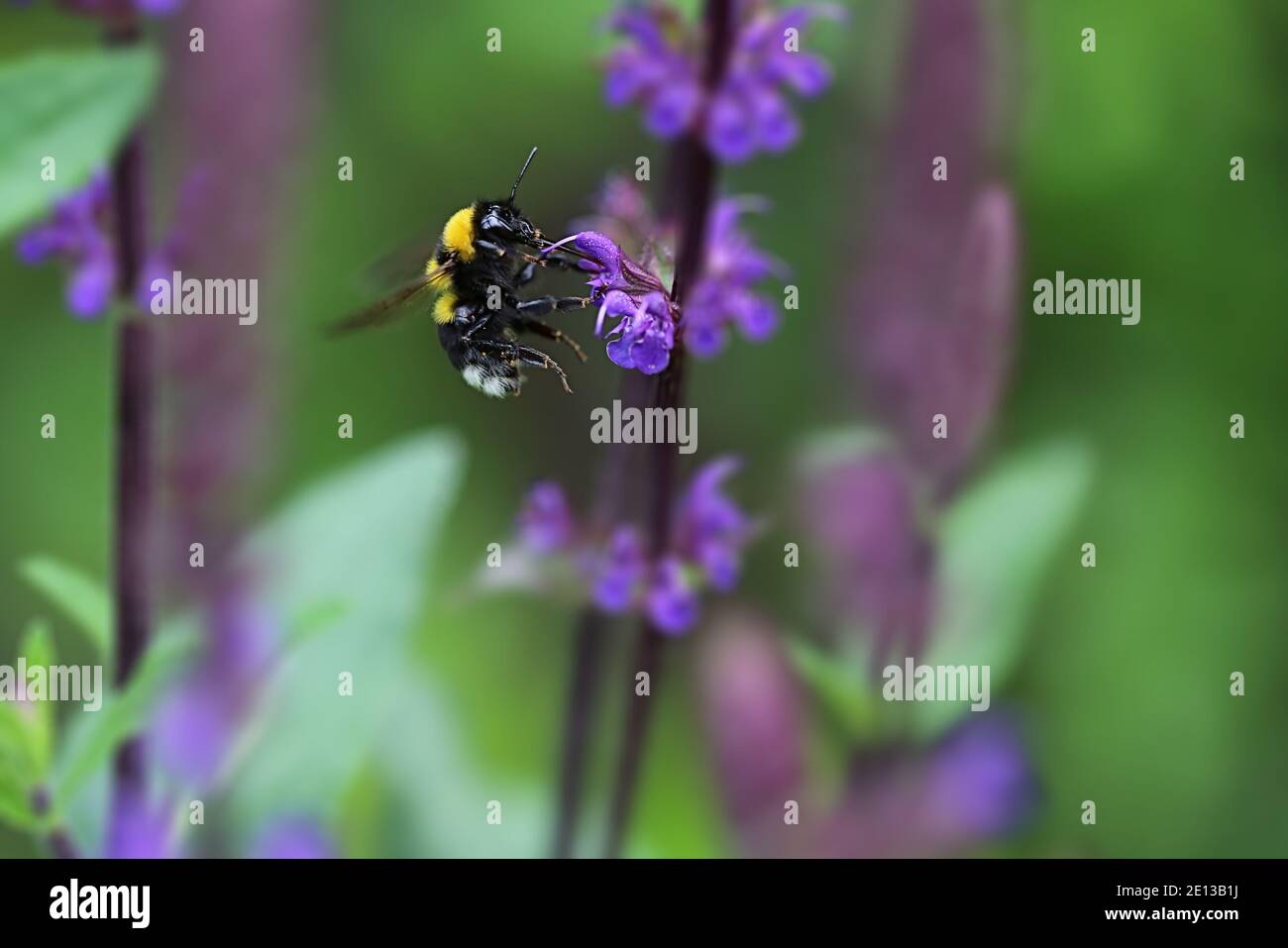 Umble hi-res stock photography and images - Alamy