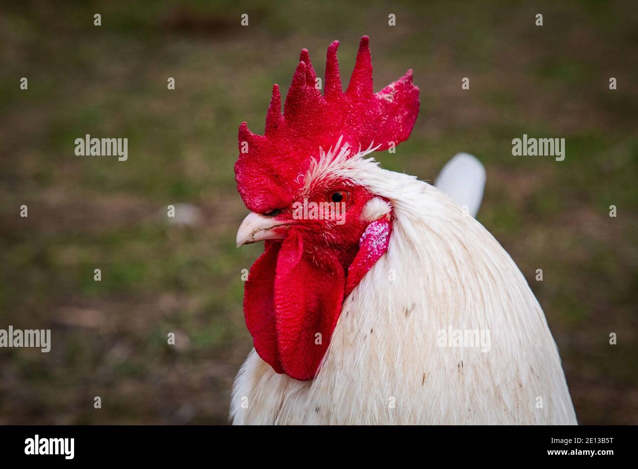 Rooster Or Roster Roster hi-res stock photography and images - Alamy