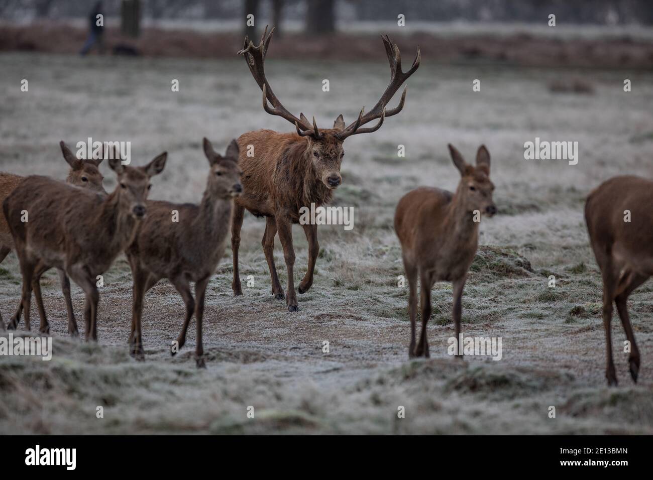 Deer amongst the frost covered grasslands in Richmond Park on a cold December morning, London Borough of Richmond upon Thames, England, United Kingdom Stock Photo