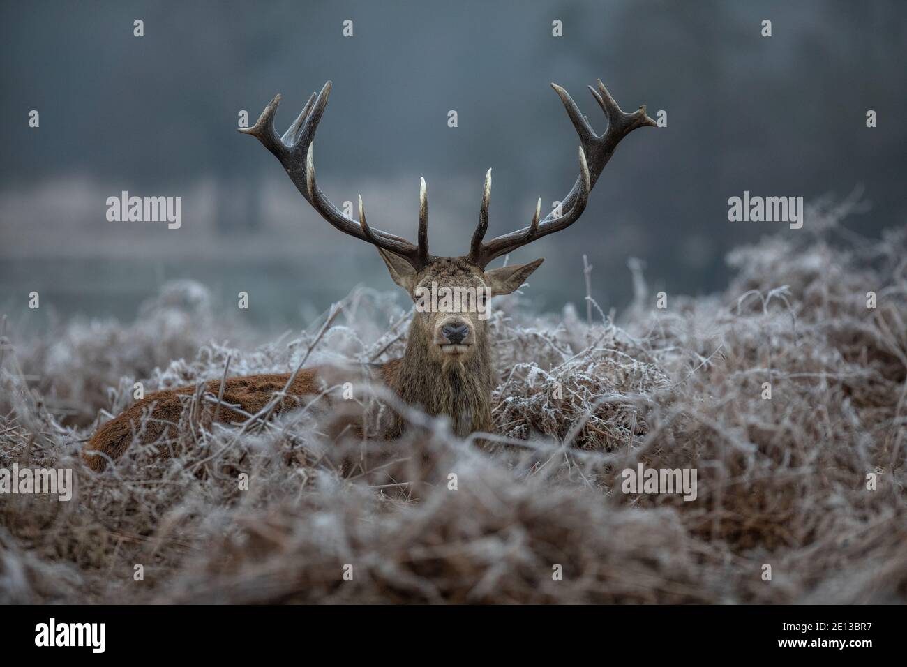 Deer amongst the frost covered grasslands in Richmond Park on a cold December morning, London Borough of Richmond upon Thames, England, United Kingdom Stock Photo