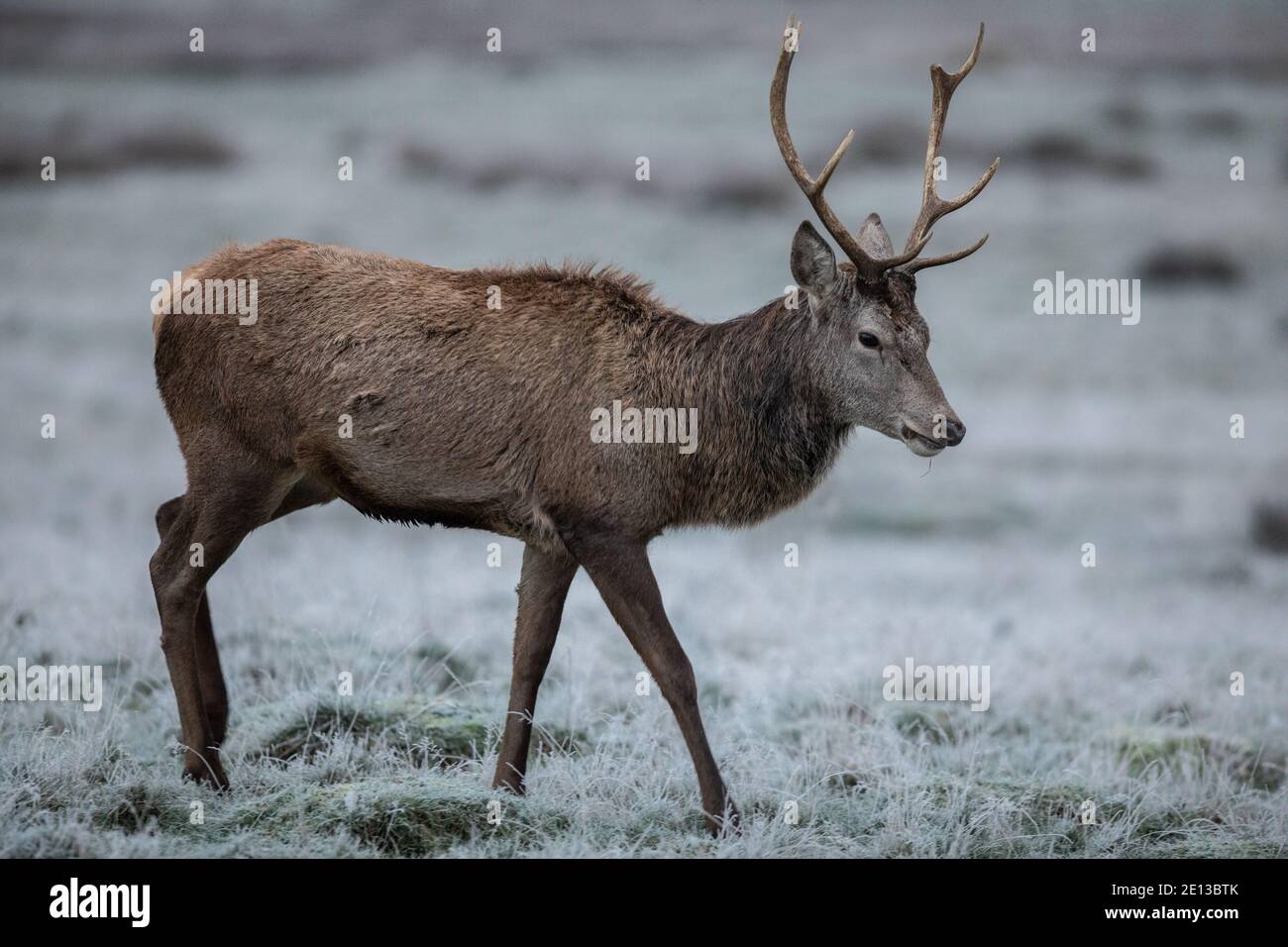 Deer amongst the frost covered grasslands in Richmond Park on a cold December morning, London Borough of Richmond upon Thames, England, United Kingdom Stock Photo