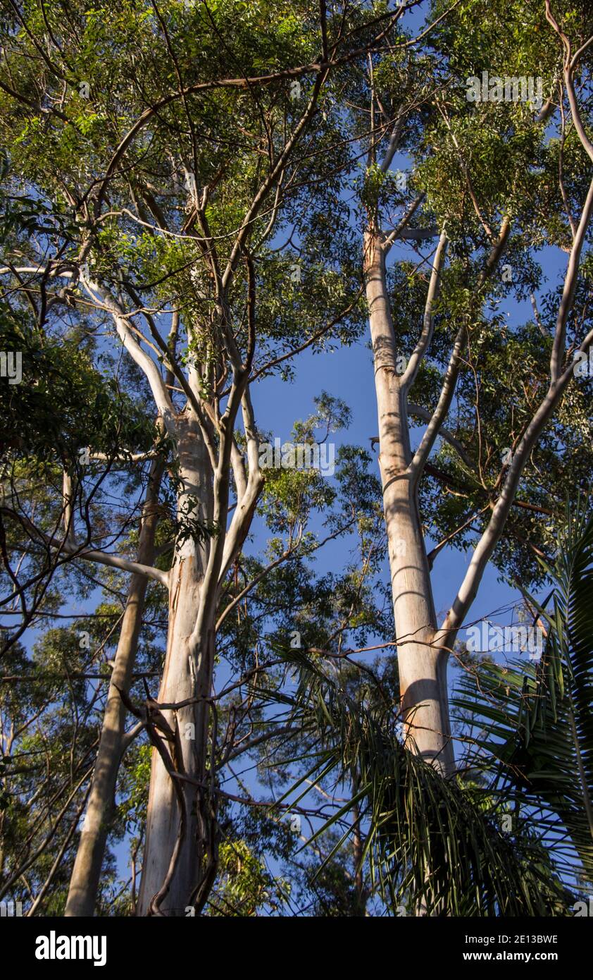 Gum trees (eucalyptus grandis) in subtropical lowland rainforest in SE Queensland, Australia. Blue sky and sunshine. Stock Photo