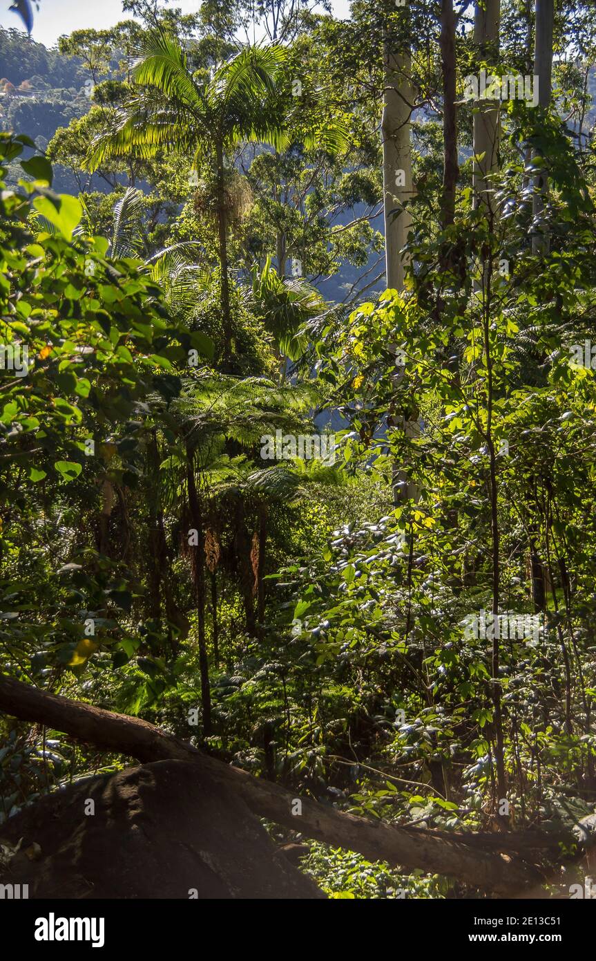 Green lowland subtropical rainforest on Tamborine Mountain, Queensland, Australia. Essential wildlife habitat. Stock Photo