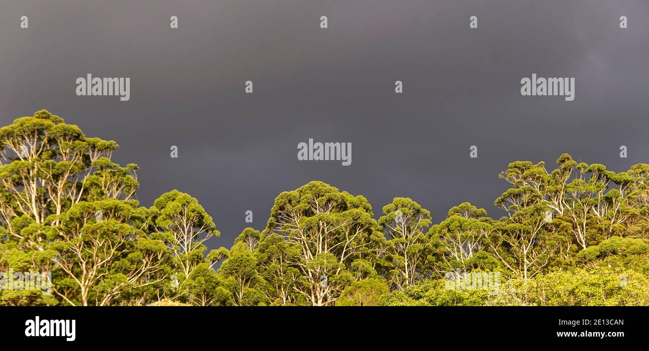 Tree-tops of lowland subtropical rainforest on Tamborine Mountain, Queensland, Australia. Heavy grey sky. Copy space, background. Stock Photo