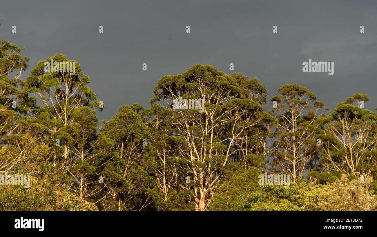 Tree-tops (mostly eucalypts) of lowland subtropical rainforest on Tamborine Mountain, Queensland, Australia. Heavy grey sky. Copy space. Stock Photo
