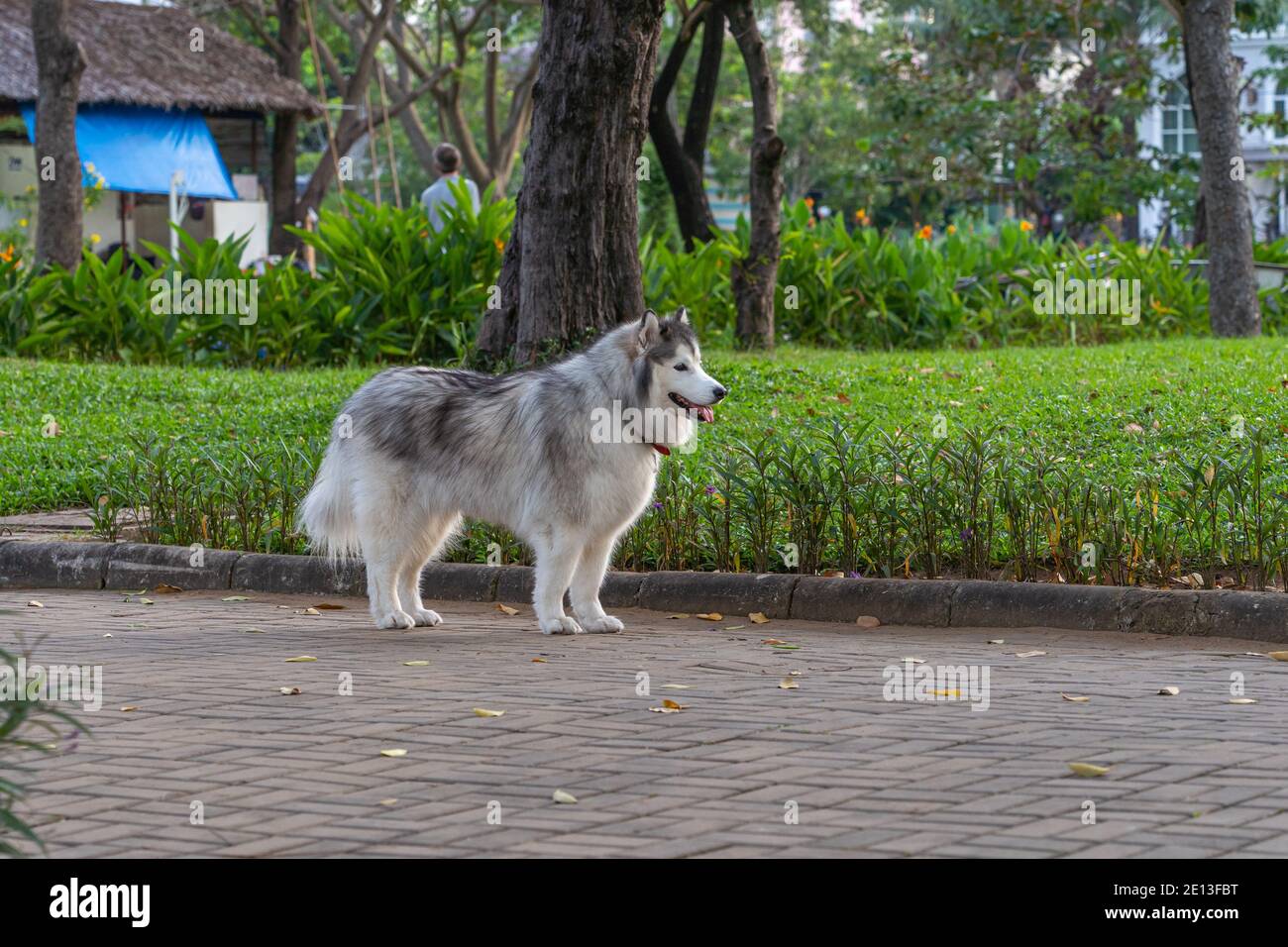 Beautiful hotsell alaskan malamute