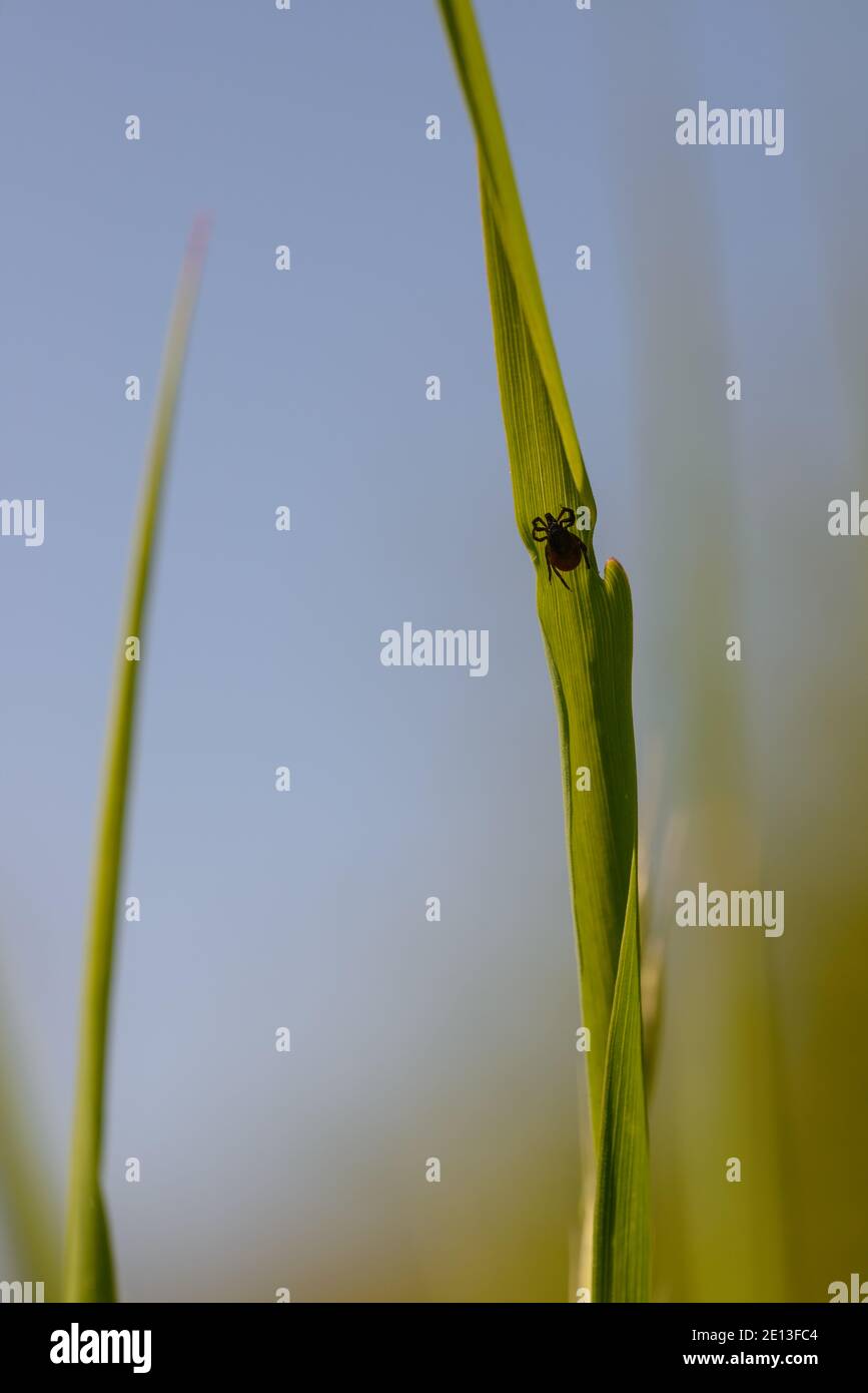 lurking tick on grass Stock Photo