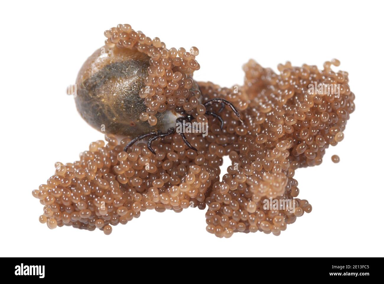 Tick with its eggs, Zecke legt Eier ab, Gemeiner Holzbock bei Eiablage, Eier einer Zecke im Zeckennest, Eiansammlung des Gemeinen Holzbock Stock Photo