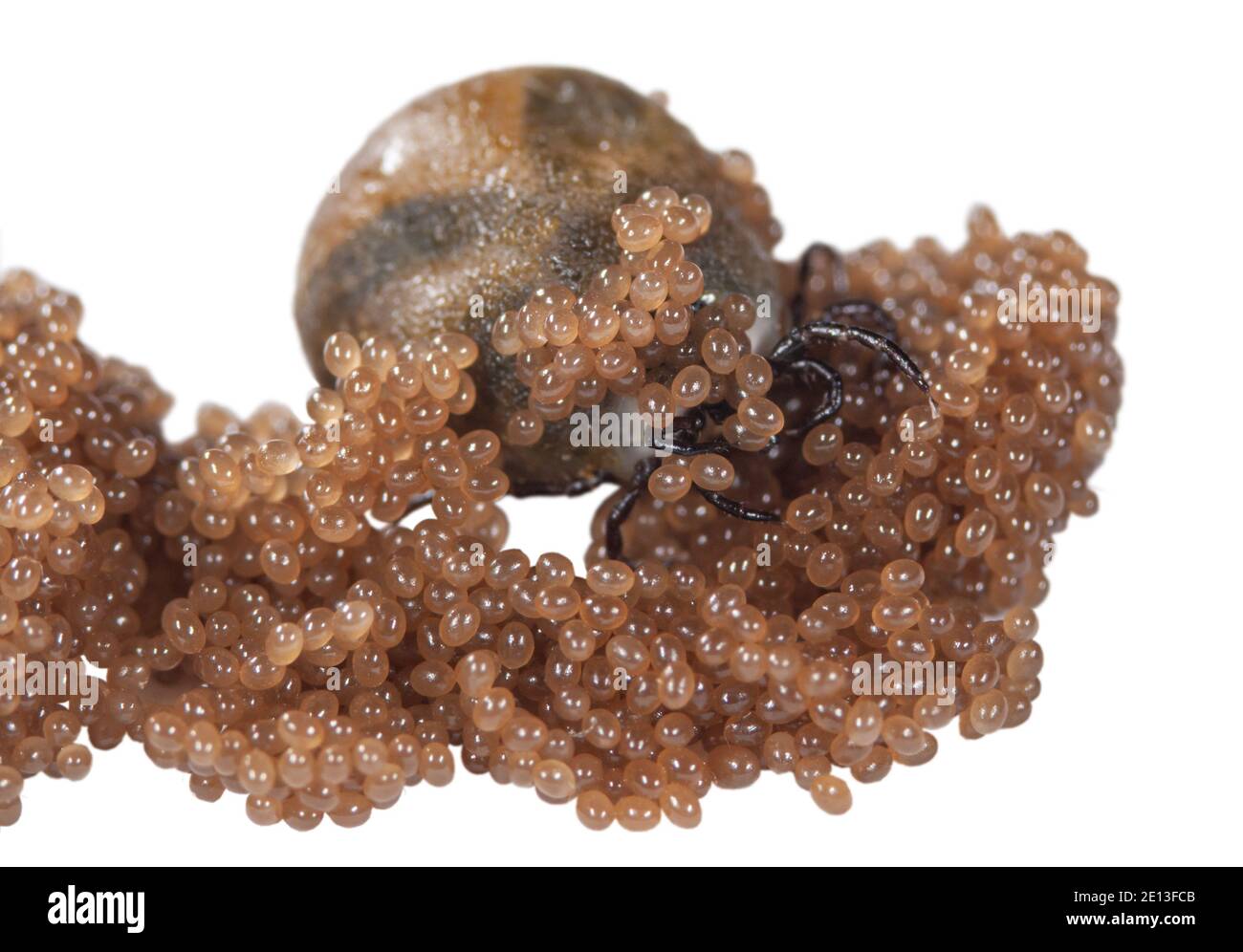 Tick with its eggs, Zecke legt Eier ab, Gemeiner Holzbock bei Eiablage, Eier einer Zecke im Zeckennest, Eiansammlung des Gemeinen Holzbock Stock Photo