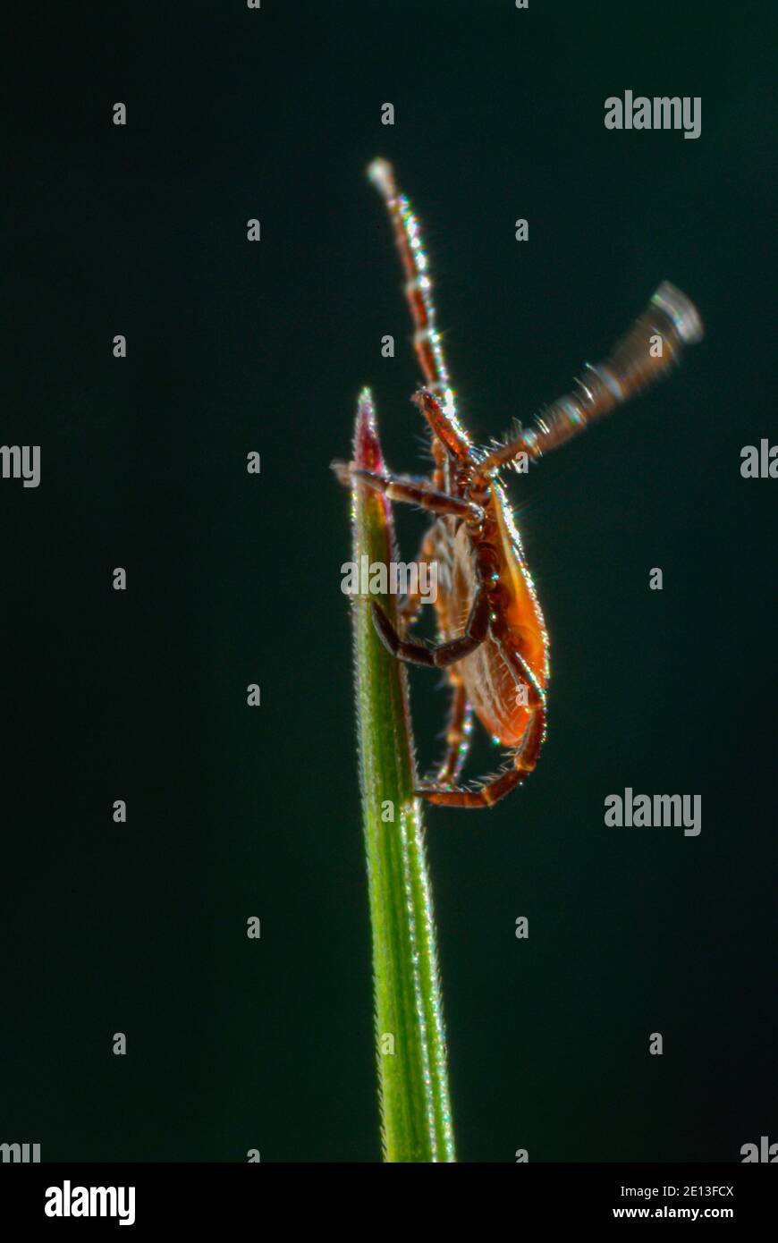 Tick larvae on grass Stock Photo