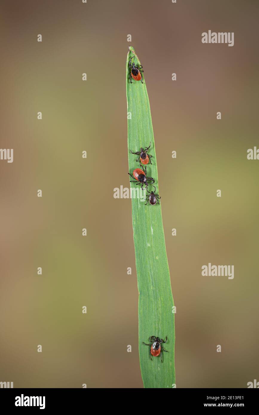 Ticks on grass Stock Photo