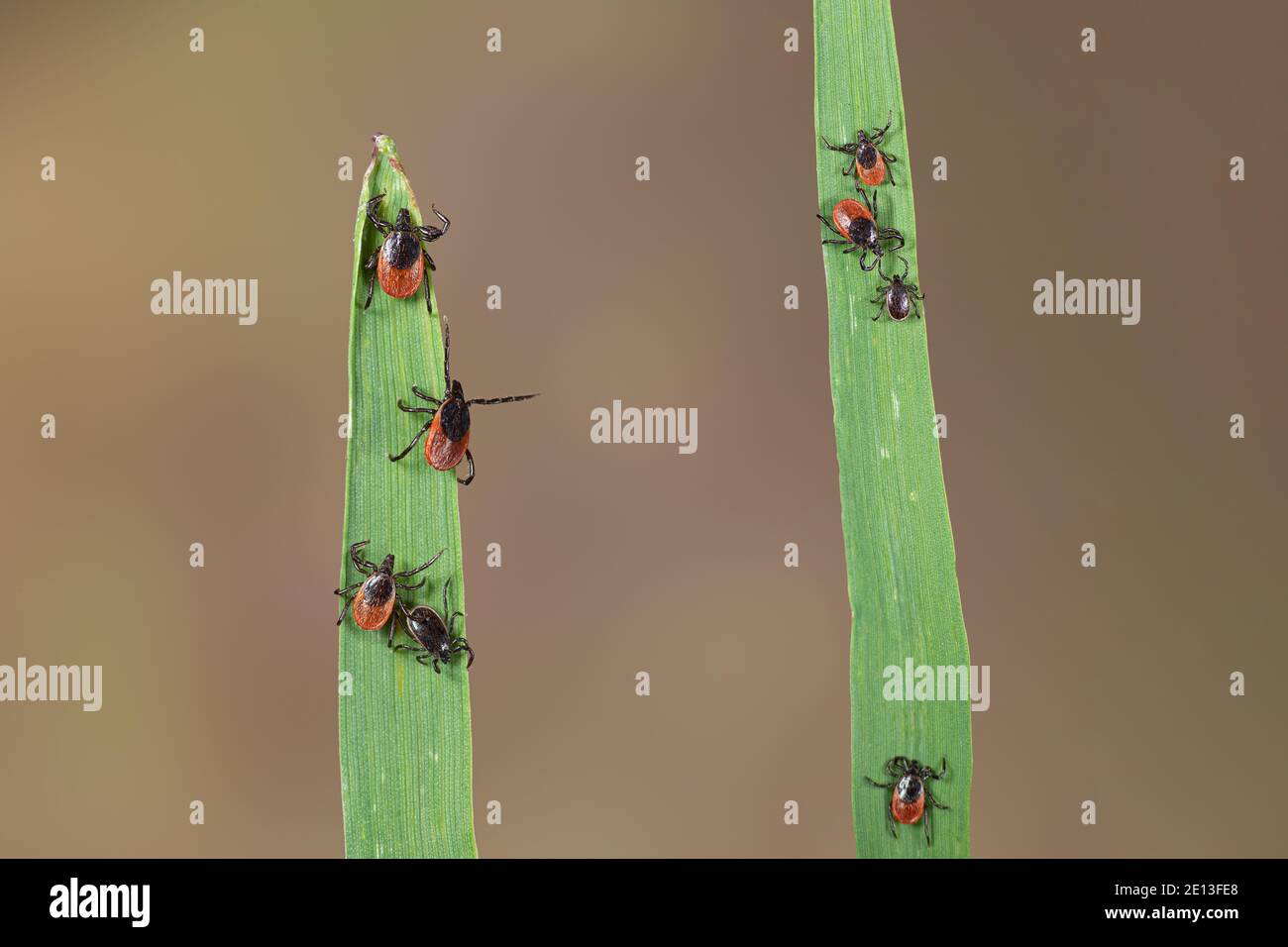 Ticks wait for their victim on a blade of grass Stock Photo