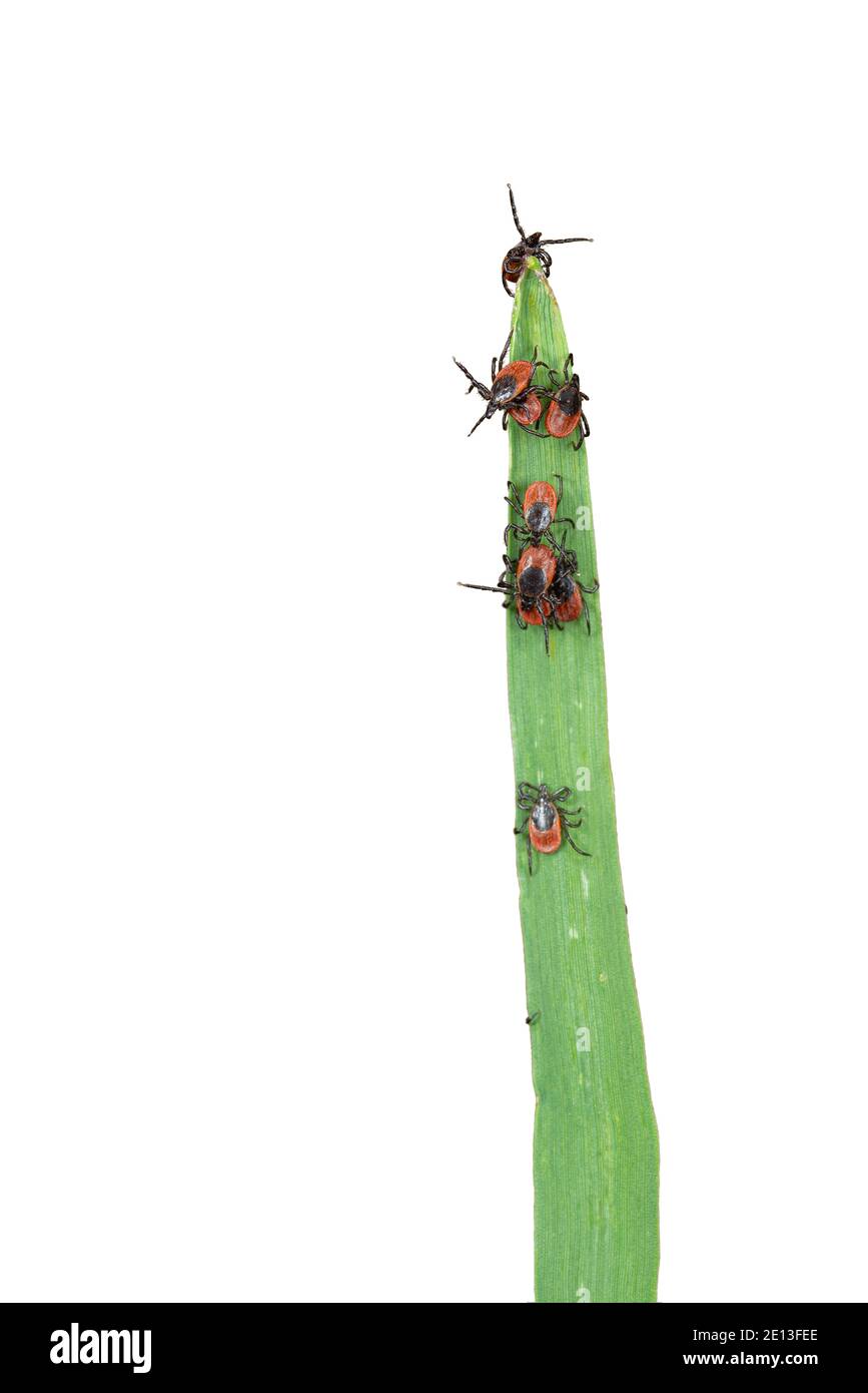 Ticks on grass Stock Photo