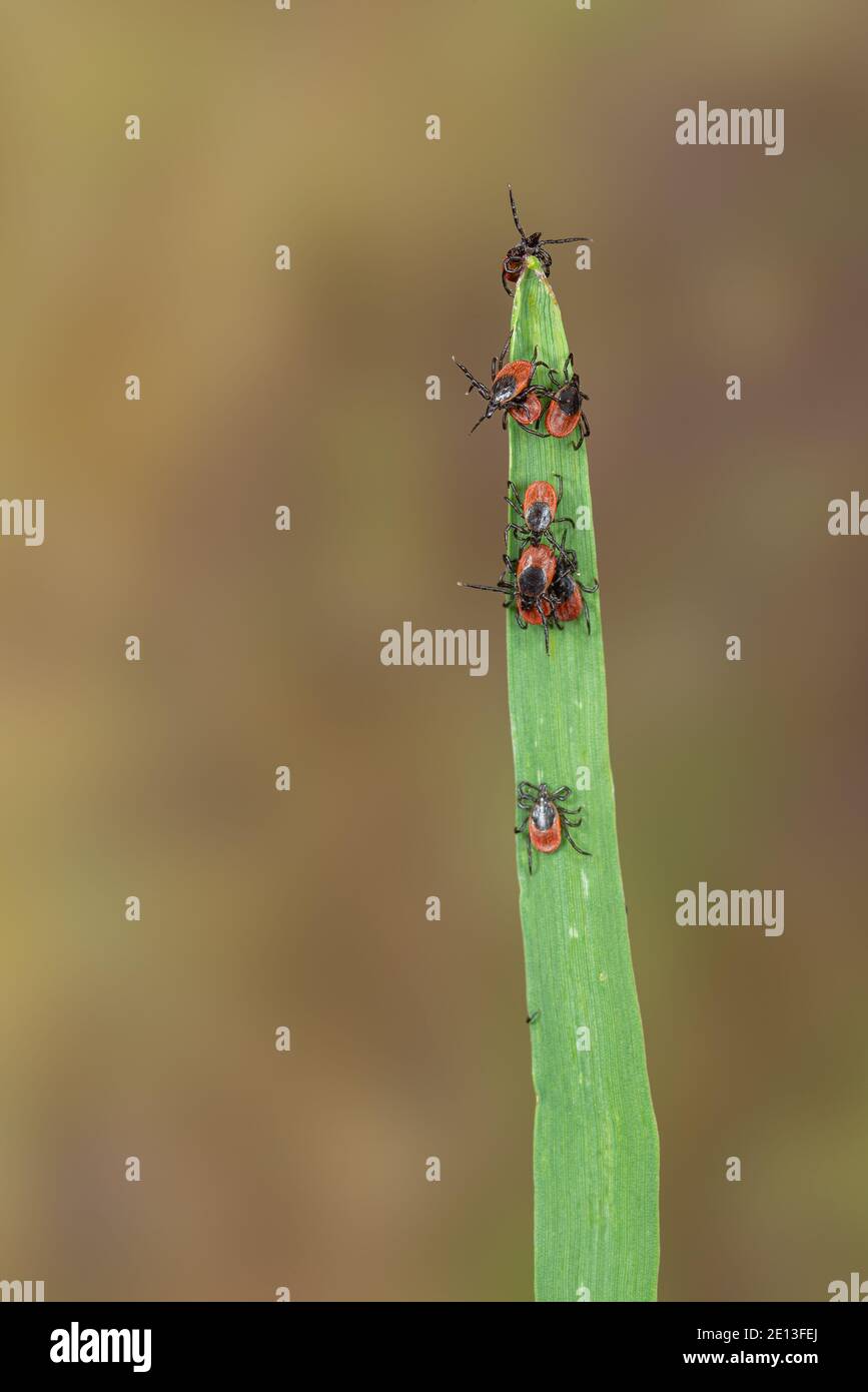 Ticks on grass Stock Photo