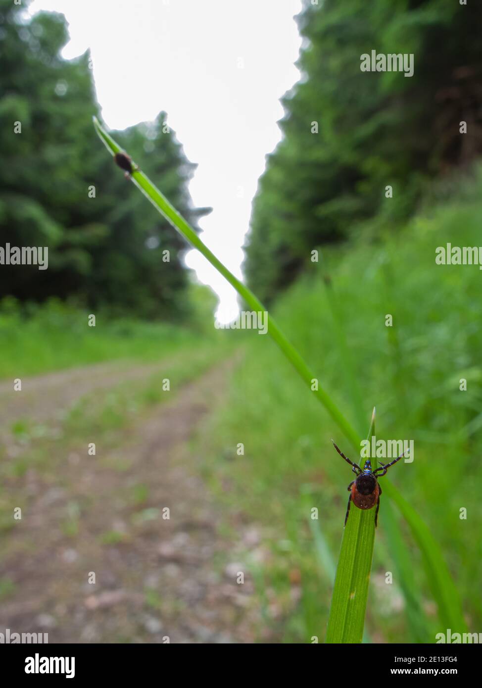 lurking tick on grass Stock Photo