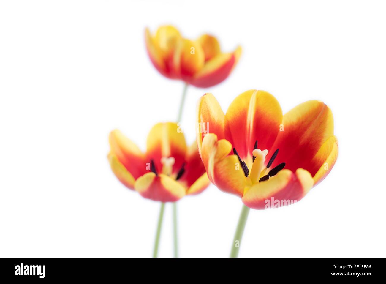 Fresh and beautiful Red and yellow tulips isolated on white background ...