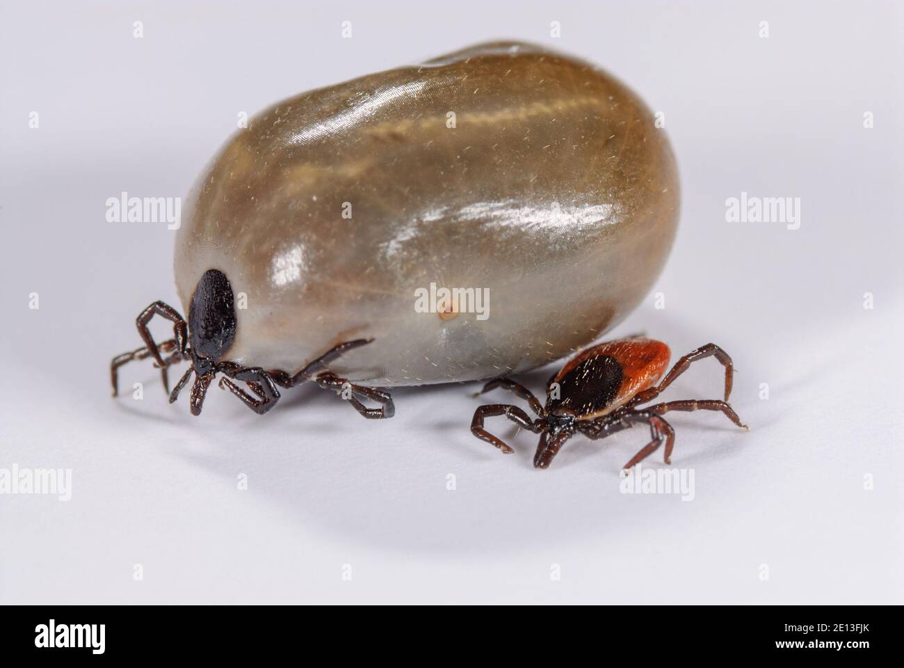 Female and male Tick Ixodes ricinus Stock Photo Alamy