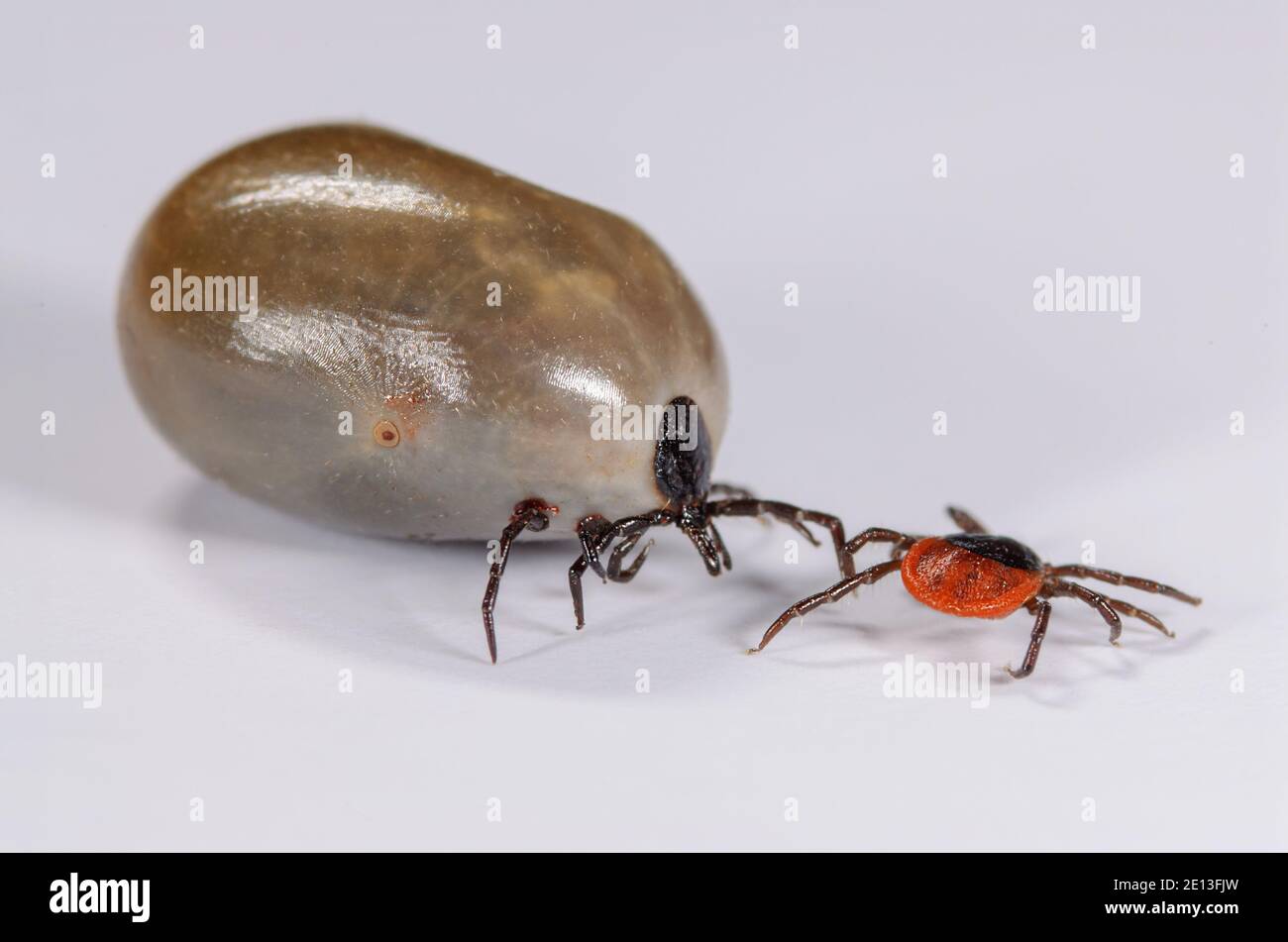 Tick before and after blood meal Stock Photo