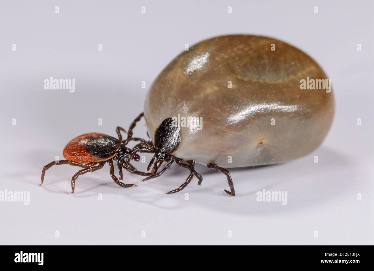 Tick before and after blood meal Stock Photo