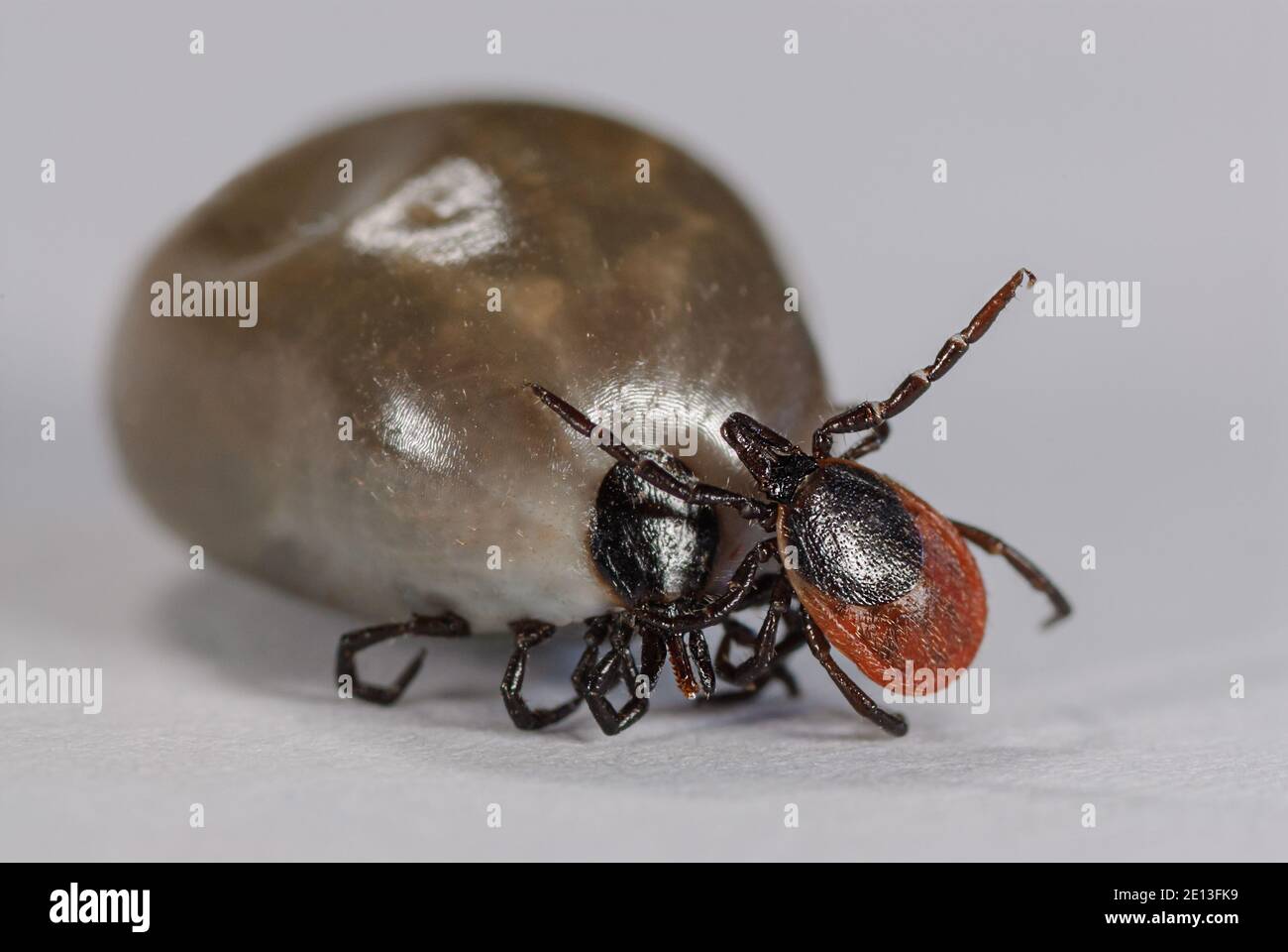 Female and male Tick Ixodes ricinus Stock Photo Alamy