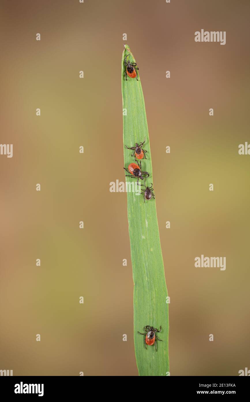 Ticks on grass Stock Photo