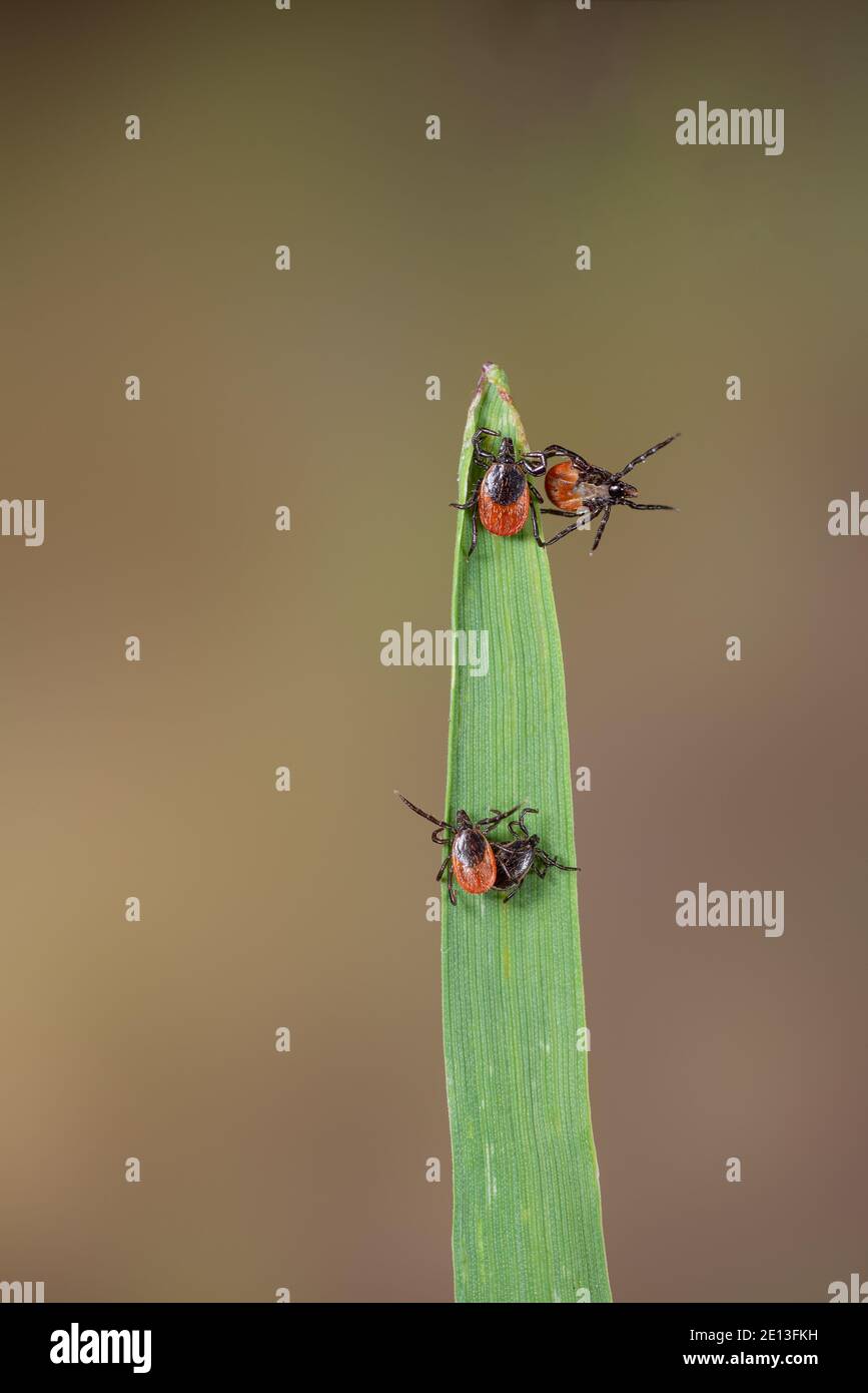 Ticks ixodes ricinus on grass Stock Photo