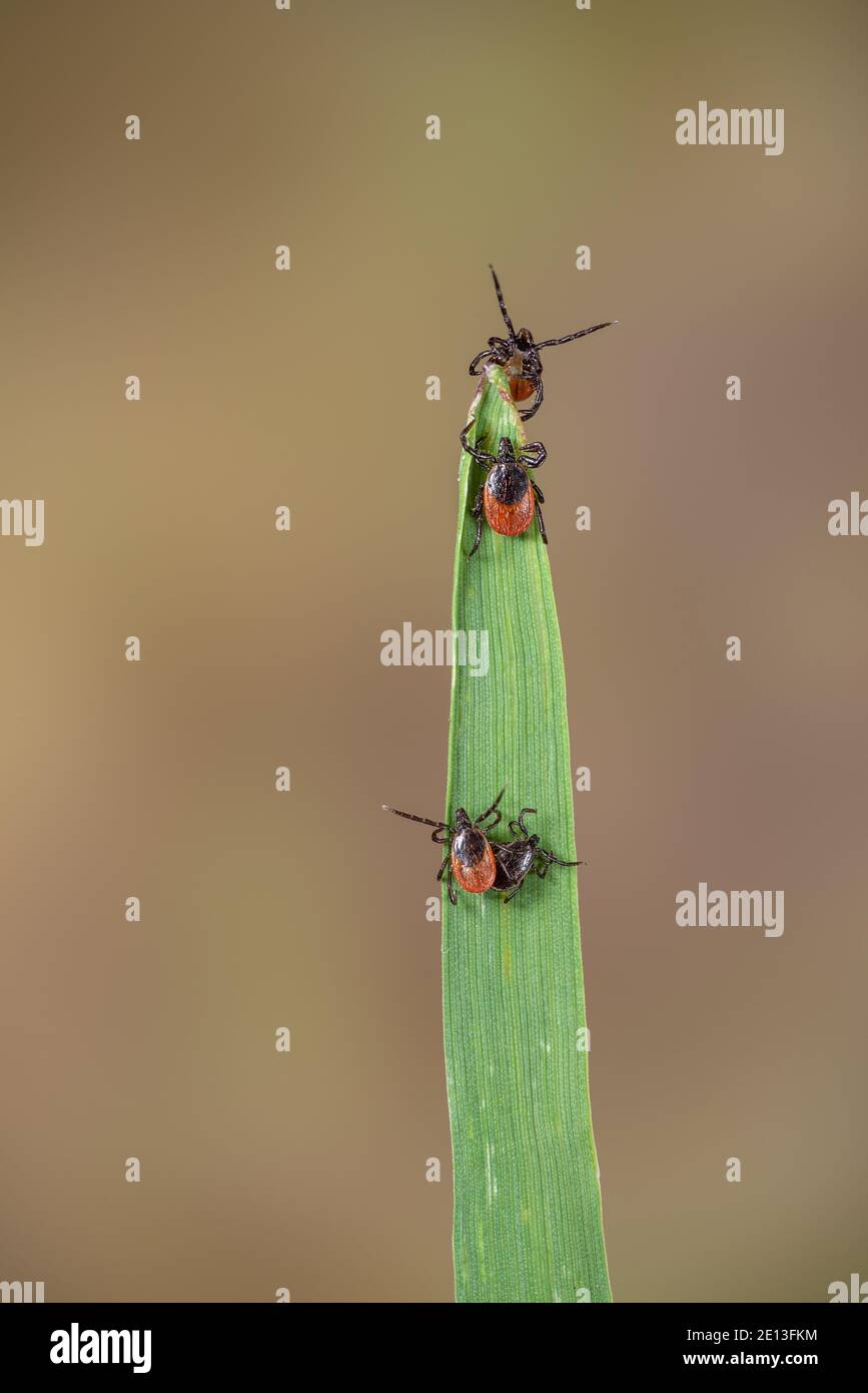 Ticks lurk on blades of grass and in the undergrowth, Ticks on grass Stock Photo