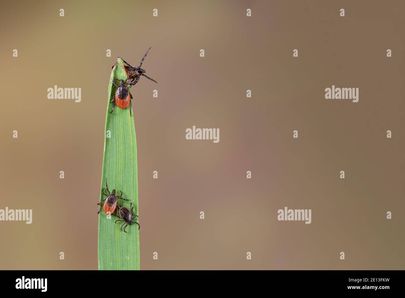 Ticks on grass, Gemeiner Holzbock auf Gras ein Blutopfer suchend, Zecken einem Wirt auflauernd, Ansammlung von Zecken auf Gras Stock Photo