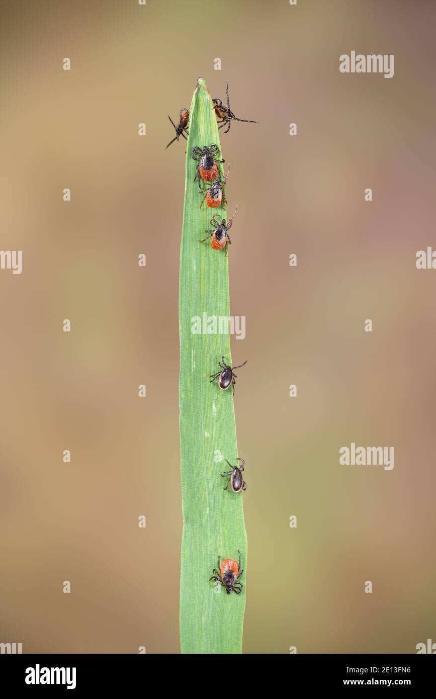 Ticks wait for their victim on a blade of grass, Weibliche und männliche Zecken gemeinsam auf Gras, Ixodes ricinus auf Opfer lauernd Stock Photo