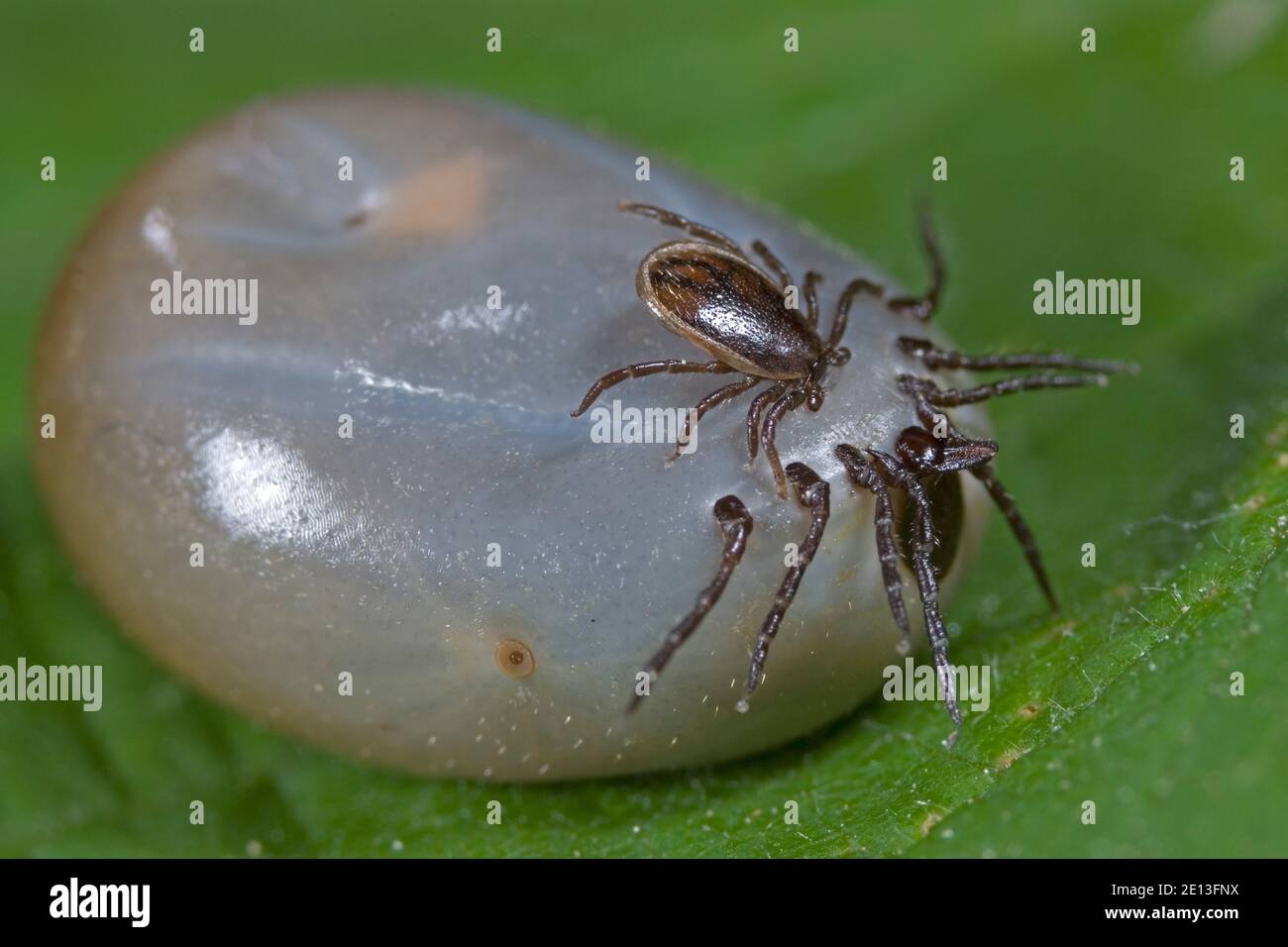 Reproductive behaviour of ticks, The reproductive behaviour of ticks Stock Photo