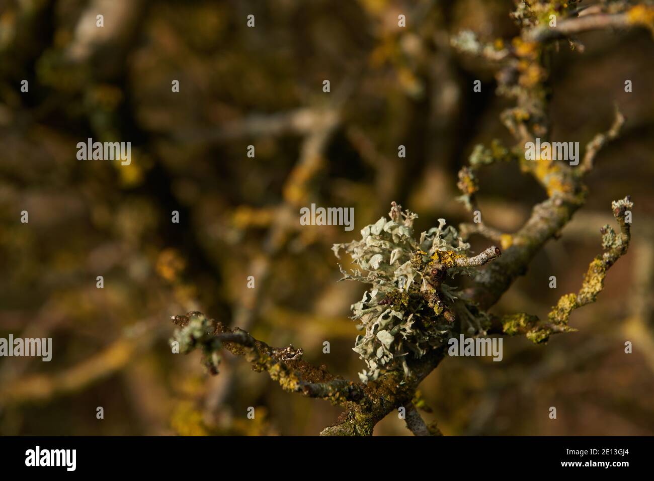 Lichens on trees in winter at RSPB Reserve College Lake Hertfordshire Stock Photo
