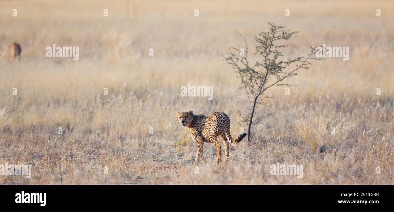 GUEPARDO (Acinonyx jubatus), Namibia, África, Fauna de África Stock Photo