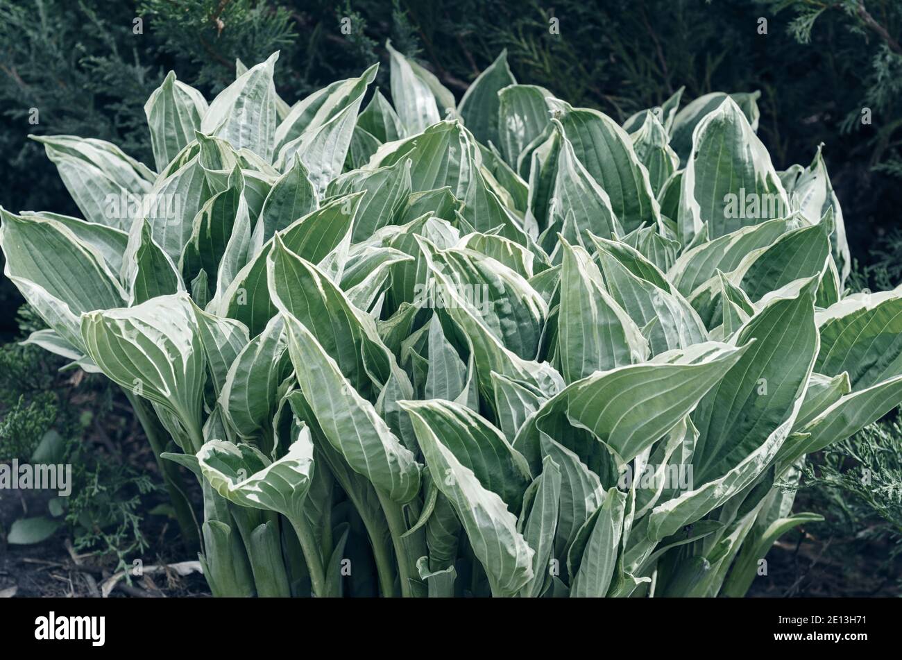Young variegated leaves of Hosta in the spring. Selective focus Stock Photo