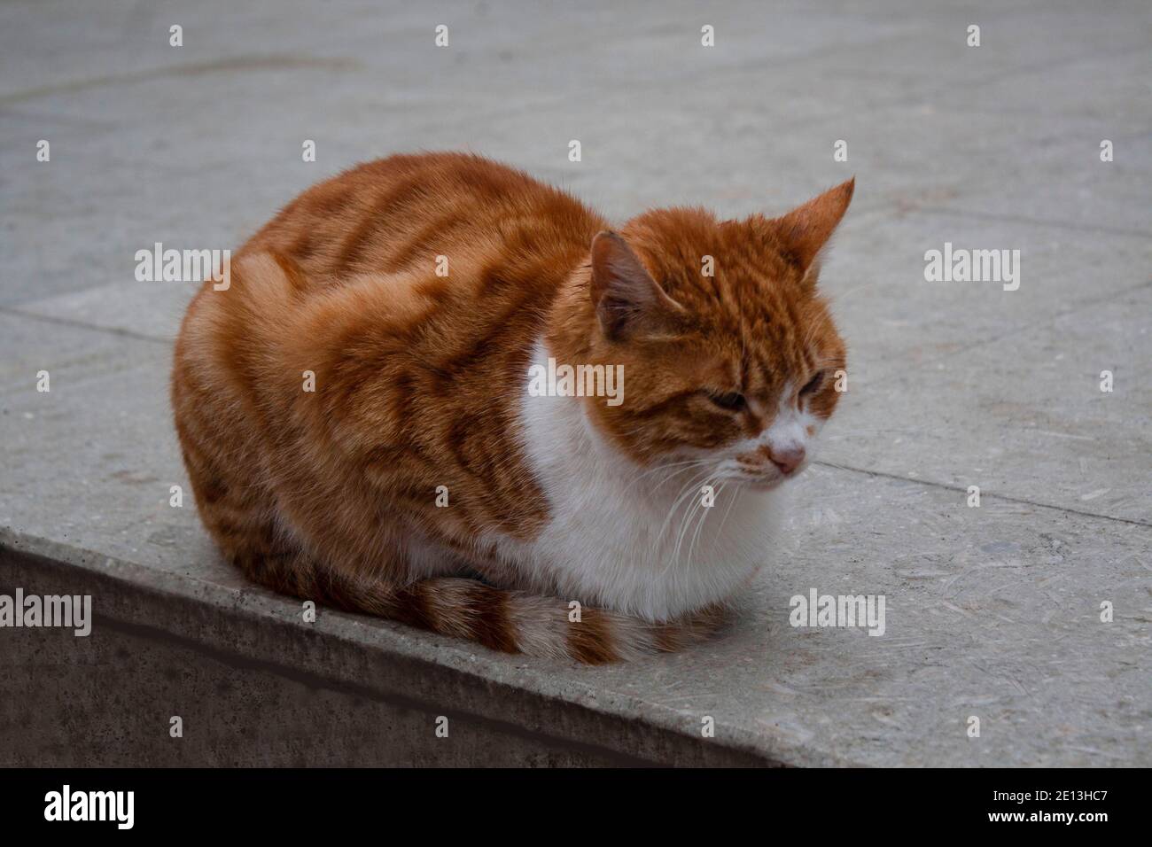 the orange cat sitting on the white floor Stock Photo - Alamy