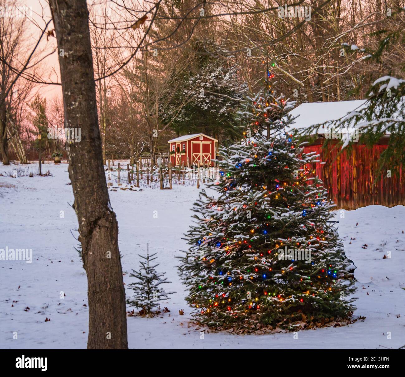 tree lit with holiday lights in rural yard Stock Photo