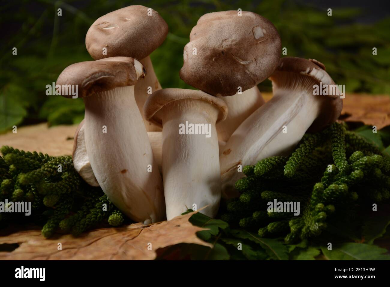Heap of fresh raw mini king oyster mushrooms. Autumn composition Stock Photo