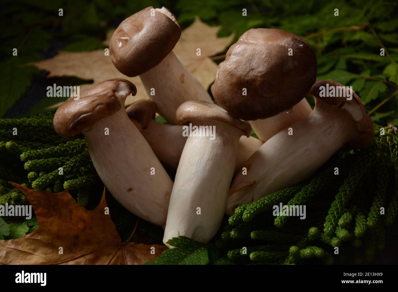 King oyster mushrooms composition hires stock photography and images