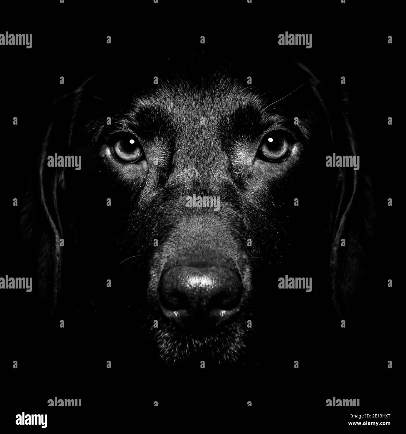 Chocolate Labrador Portrait in a Studio with black background Stock Photo