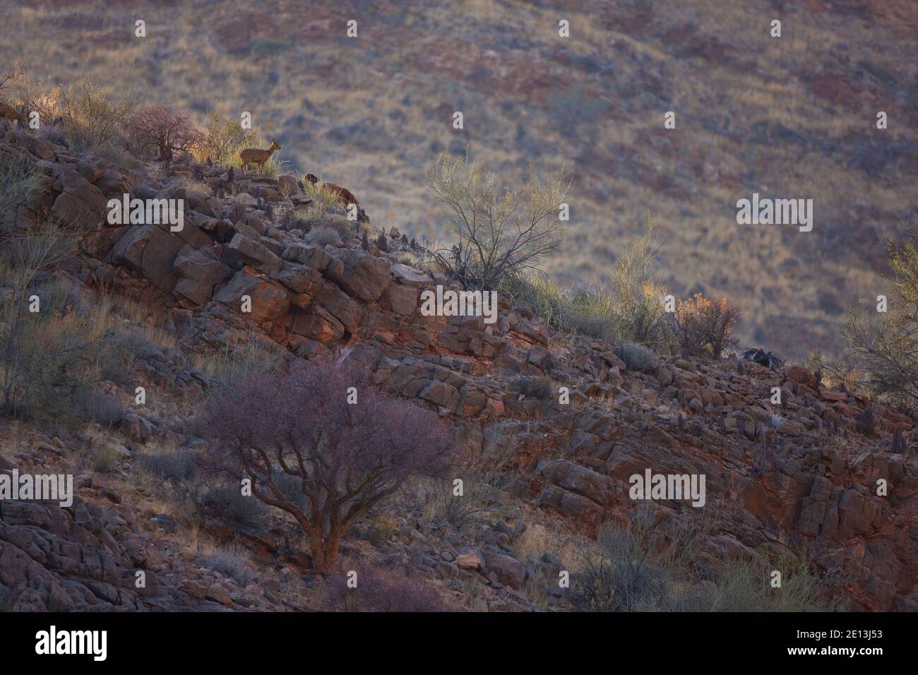 ant-lope-saltarrocas-monta-as-naukluft-parque-nacional-namib-nauflut