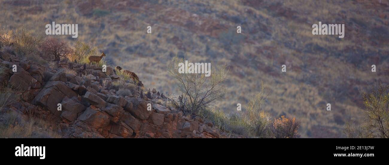 ant-lope-saltarrocas-monta-as-naukluft-parque-nacional-namib-nauflut