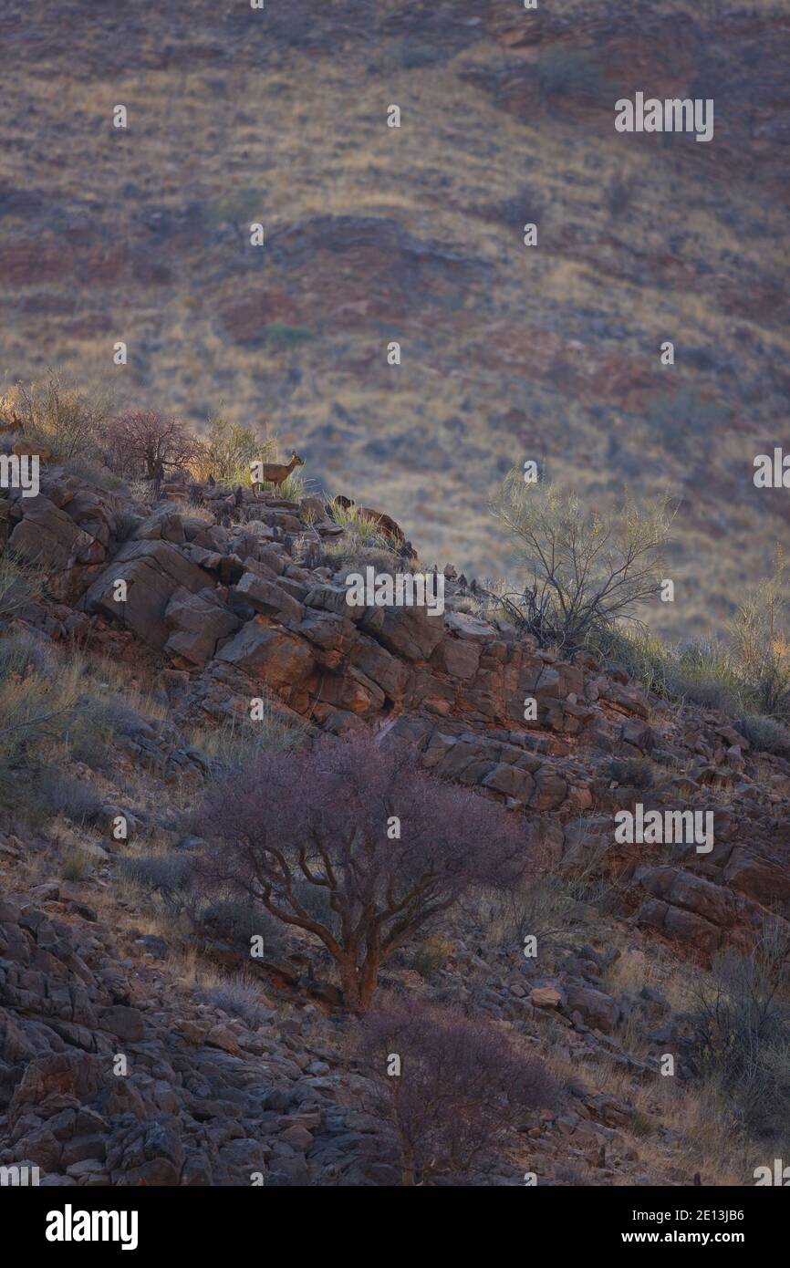 ant-lope-saltarrocas-monta-as-naukluft-parque-nacional-namib-nauflut