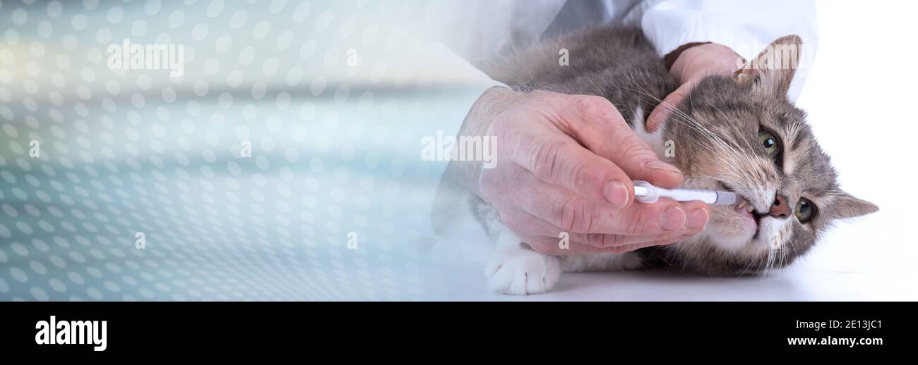 Cat getting medication at veterinary clinic; panoramic banner Stock