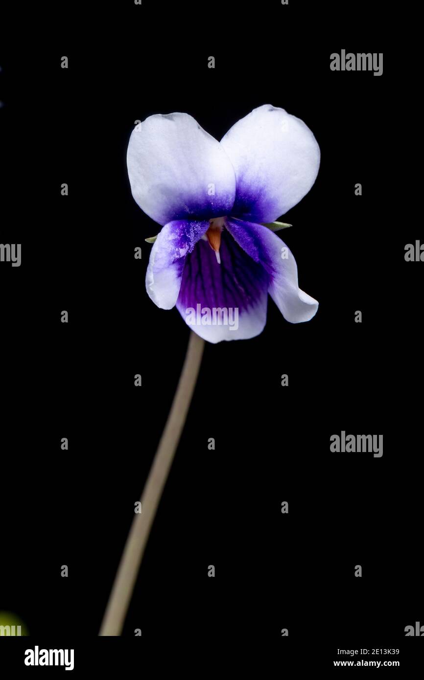Australian violet, Viola banksii, Stock Photo