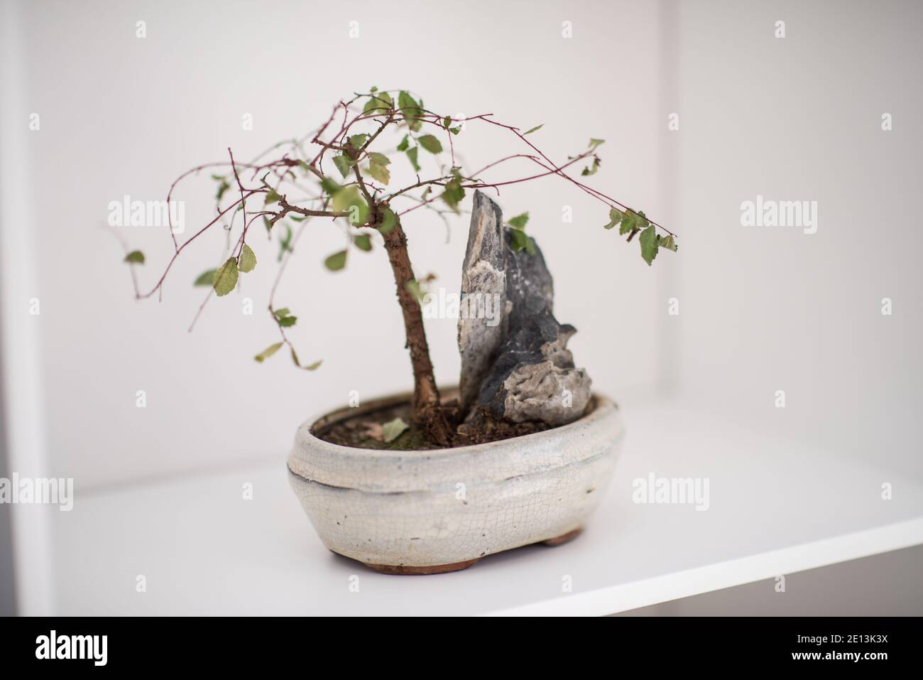 Little bonsai tree on the shelf Stock Photo