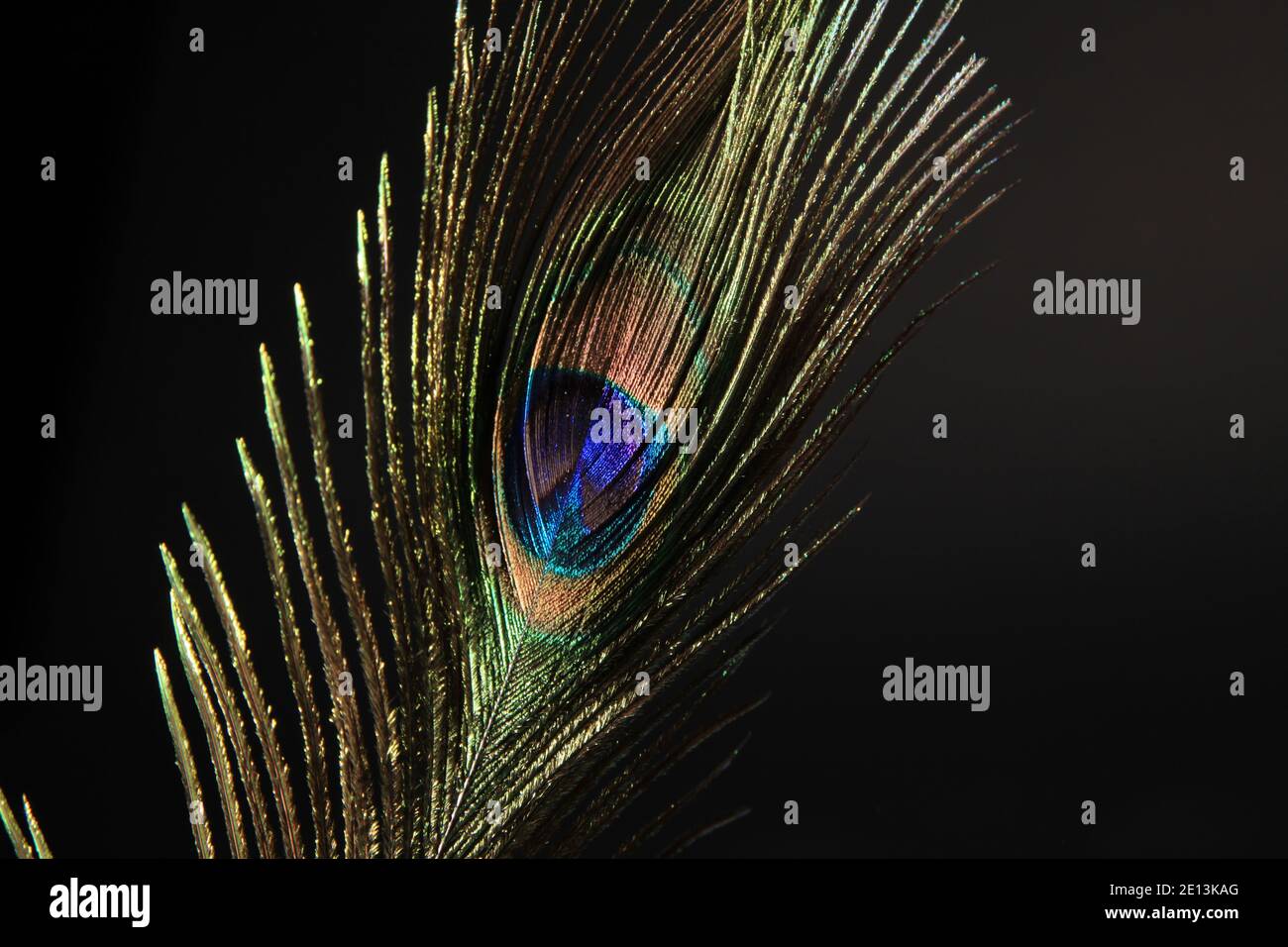 Peacock feather isolated on a black background. High quality photo ...