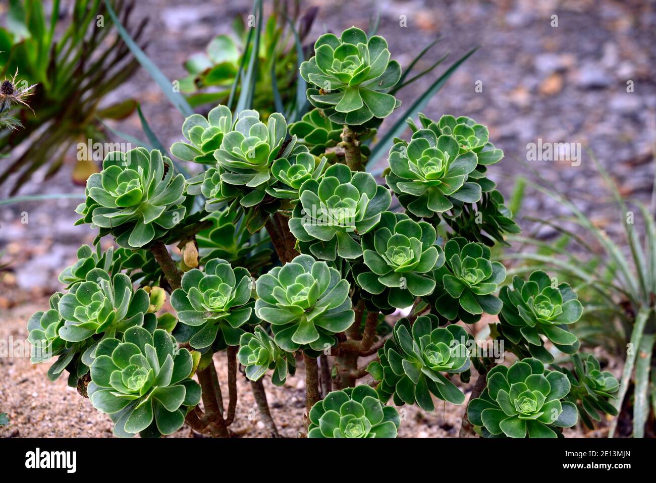Aeonium balsamiferum,balsam-yielding giant houseleek,pale green leaves,fleshy leaves,rosette,succulent,succulents,succulent subshrub,RM Floral Stock Photo