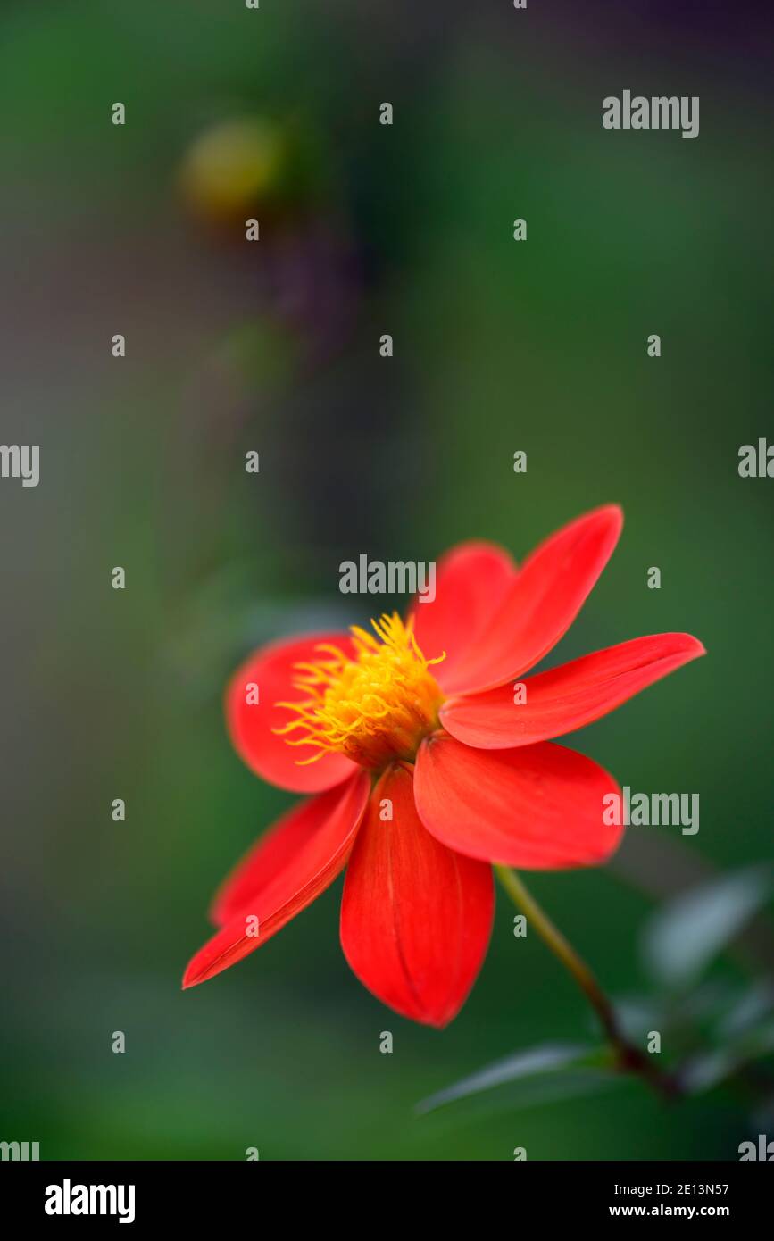 Dahlia coccinea var palmeri,dahlias,orange flower,orange flowers,flowering,garden,gardens,RM Floral Stock Photo