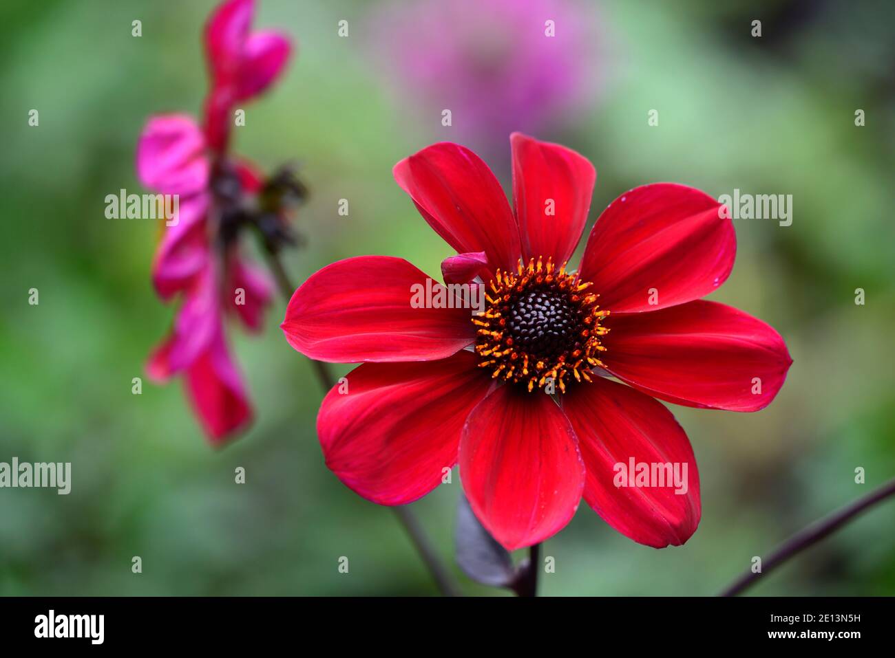 Dahlia seedling,dahlias,blood red flower,blood red flowers,flowering,garden,gardens,RM Floral Stock Photo