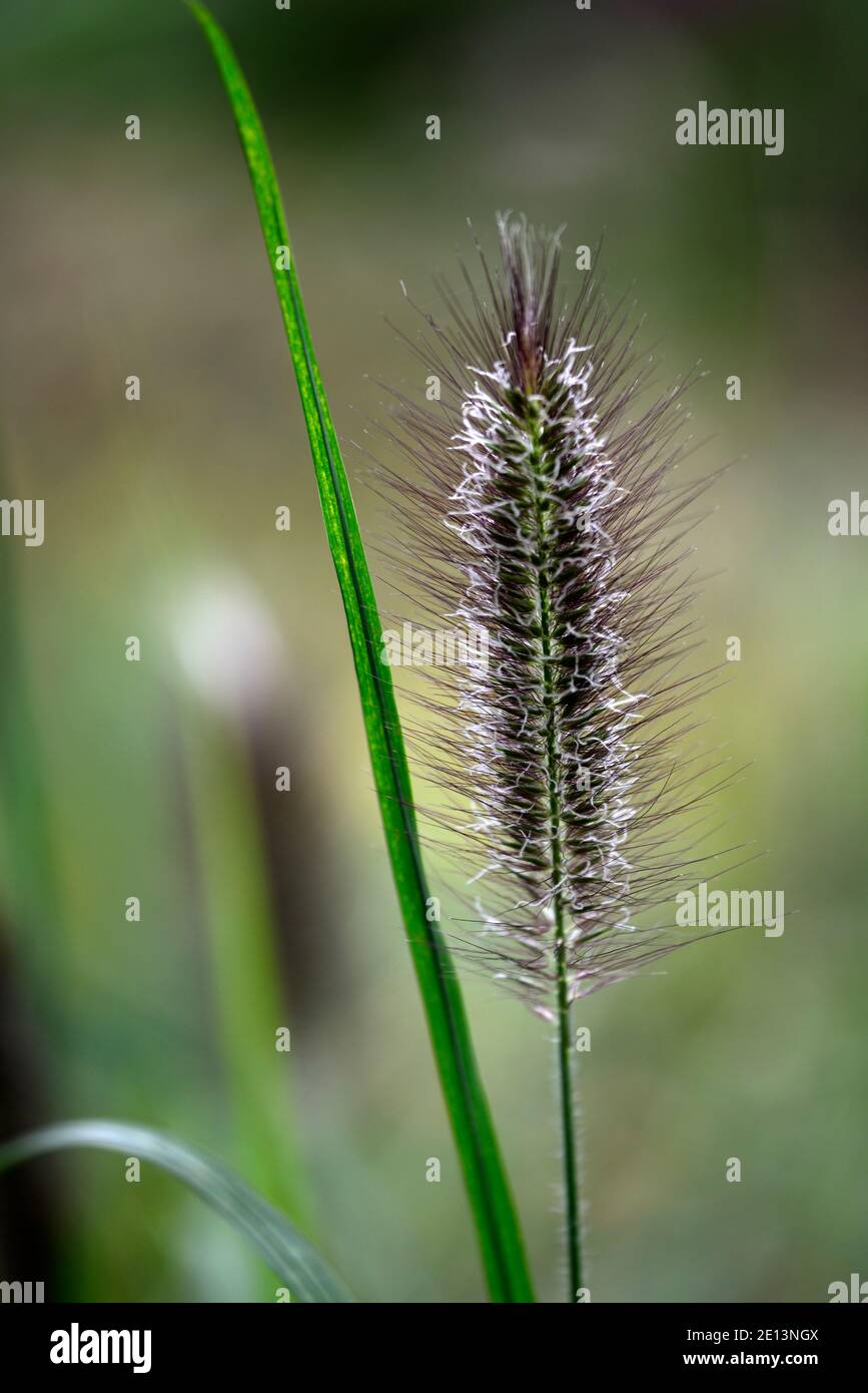 Pennisetum alopecuroides Red Head,Fountain Grass,ornamental grass,grasses,Red Head Fountain Grass,red-hued bottlebrush plumes,plume,RM Floral Stock Photo