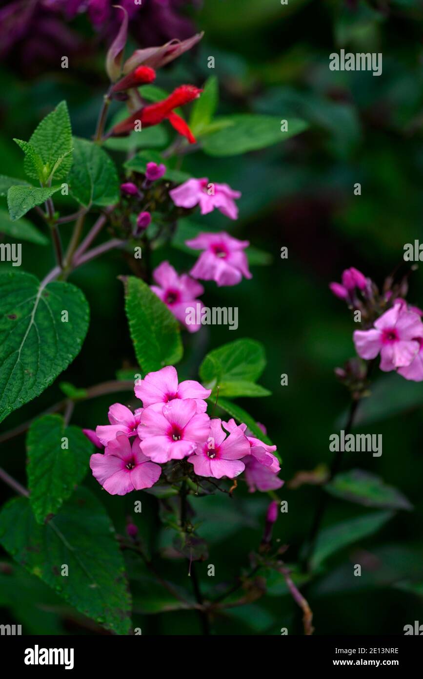 phlox paniculata bright eyes,pink and purple flower,salvia fulgens red flowers,mixed planting combination,flowers,flowering,RM Floral Stock Photo